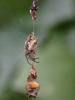 Cyclosa conica